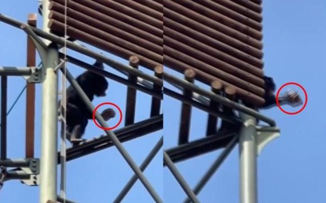 "이런 행동처음 봤다"..서울대공원 침팬지, 높은 곳에 올라가 돌 던지며 공격
