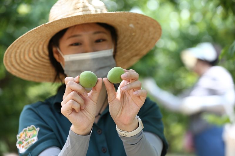 에버랜드, 회원 대상 '하늘정원길 매실따기 체험' 이벤트