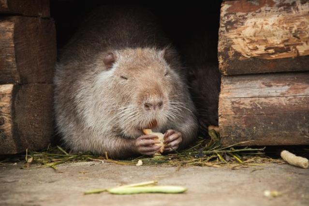 "칠면조 맛 난다"..거대 쥐 닮은 '이 동물' 즐겨 먹어달라는 美당국