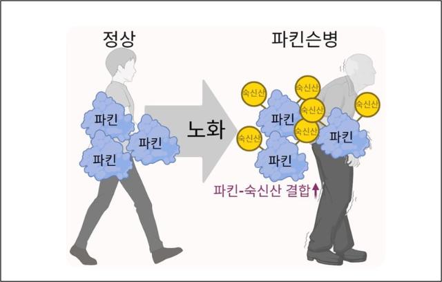 앱트뉴로사이언스 정종경 사장, 노화에 따른 '파킨슨병 발병 물질' 규명