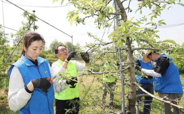 농업인과 함께 땀 흘리는 농협… 농촌 ‘일손 돕기’ 적극 나섰다