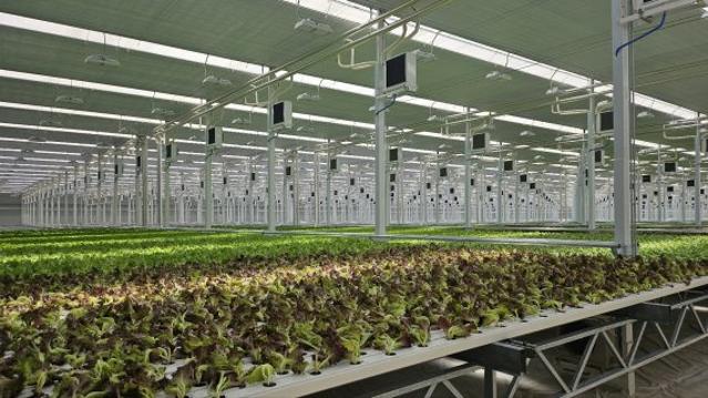 우듬지팜, 국내 최대 '유럽형 채소온실' 시험 가동 "연간 300억 신규매출 기대"