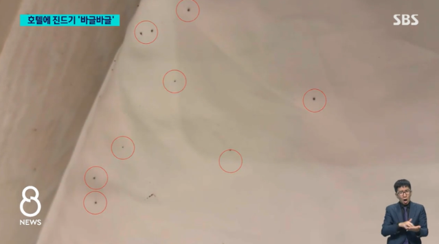 호텔방서 자는데 몸이 근질…불 켜보니 검은색 '이것' 바글바글 "100마리 훨씬 넘어"