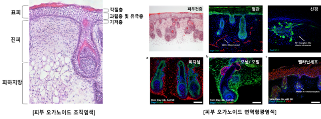 강스템바이오텍 "피부 오가노이드 모델, 아토피 치료 조성물 특허 등록"