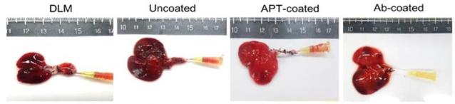 강스템바이오텍, 일본서 ‘앱타머 활용 인공간 혈관 재건 기술’ 특허 등록
