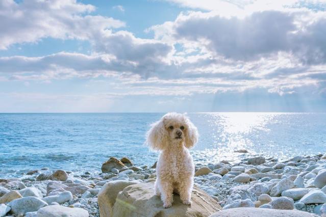 댕댕이와 함께 제주여행.. 모두투어 '모두N펫' 기획전
