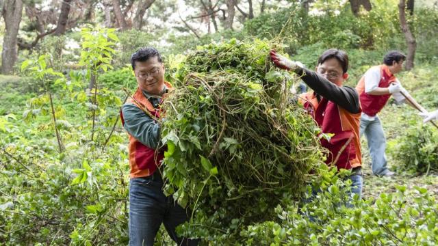 SK네트웍스, 남산공원 생태계 교란 식물 제거 활동