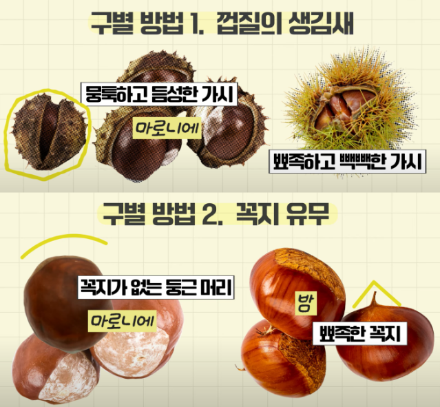 “밤이 아니었어?” 이 열매 주워 먹다 응급실 갈 수도 [건강잇슈]