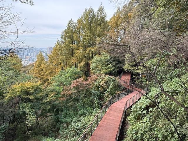 "남산 도서관까지 장애물 없이 산책"...'남산하늘숲길' 개방