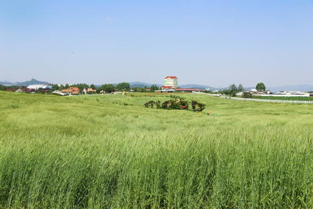 농협경제지주, 사료작물 종자 추가 공급 “축산농가 생산비 절감”