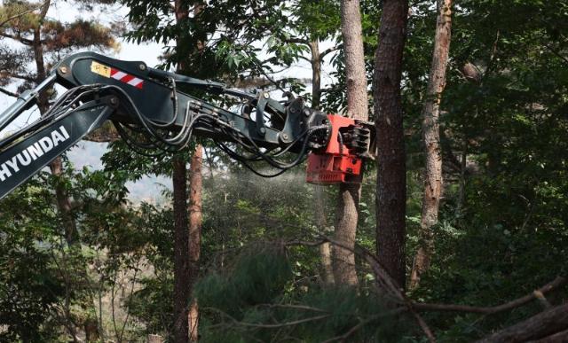"벌목작업도 안전이 최우선"…고용노동부, 벌목재해 예방 나선다