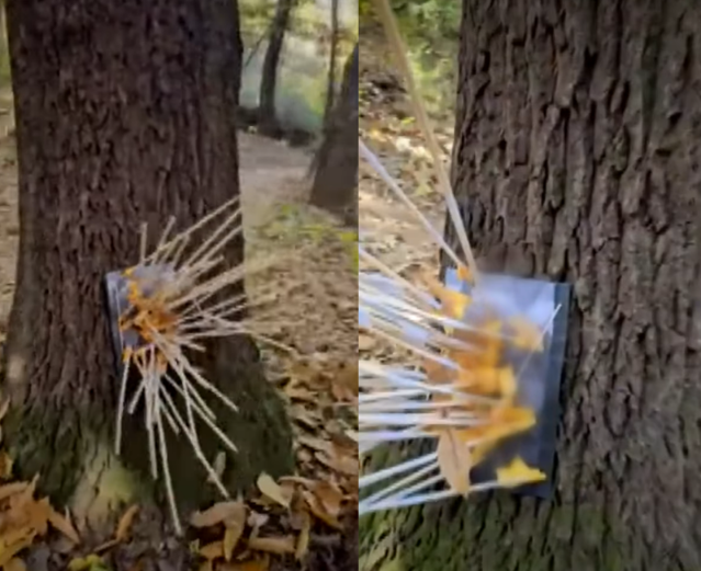 송파구 한복판에…얼굴 사진에 수십 개 화살 박힌 ‘저주 나무’