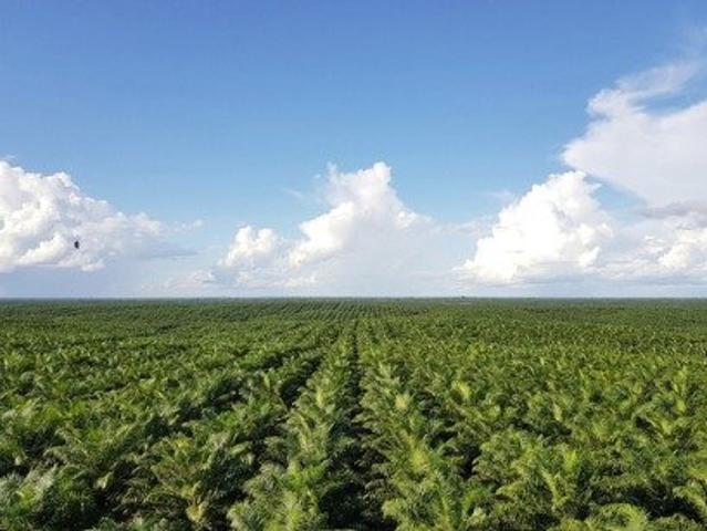 포스코인터, 동남아 팜유 사업 지주사에 1.2조 투입