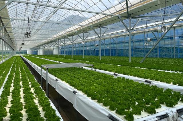 '토마토, 양상추 대란에'..'유럽피안 채소' 뜬다