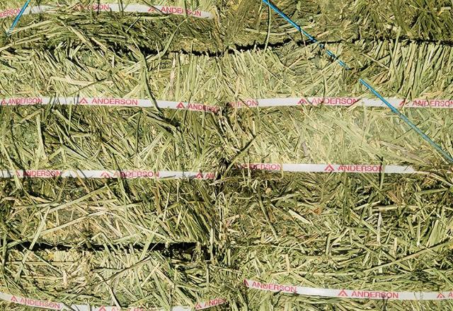 STX, 고품질 조사료 수입·유통 진출