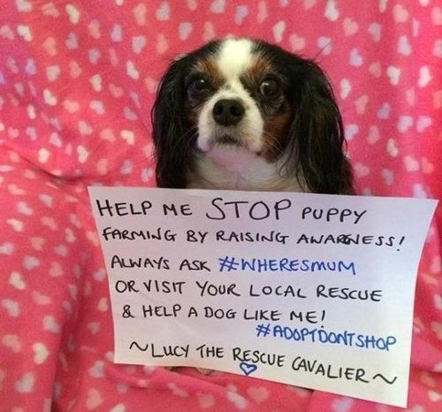 "문구용 칼로 제왕절개"… 지옥 속 절규 '뜬장'의 눈물 [강아지 공장 잔혹사①]