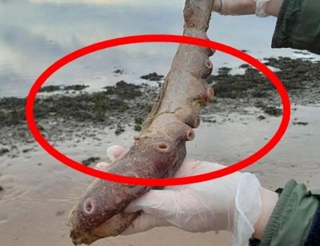 스코틀랜드 해변서 희귀 '일곱 팔 문어' 사체 발견