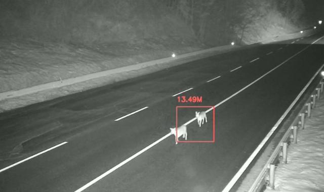 "100m 앞 고라니 조심하세요" AI 기술로 로드킬 막는다