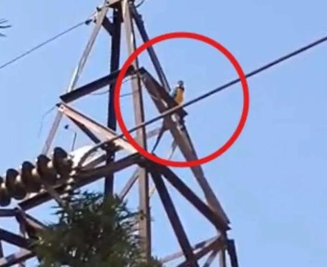 송전탑 올라간 애완 앵무새 구하려다…감전사 당한 인도男