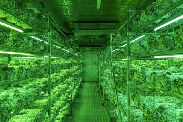 저온성 표고버섯 '은화고', 부산 사회적경제 우수상품 대상