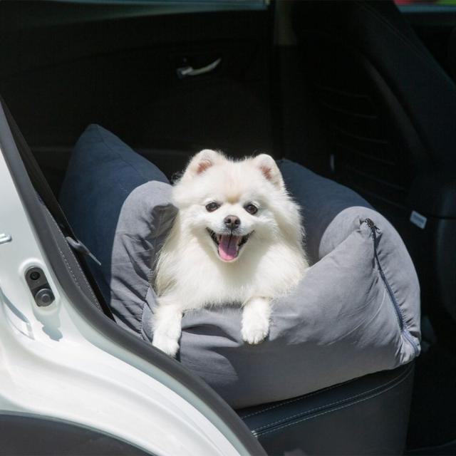 "이번 휴가는 식구 전원 탑승!"... 댕냥이와 완전체 가족여행 떠나요 [Weekend 반려동물]