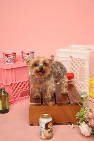 이재명 반려동물 양육비 공약에...댕댕이 테마주 '눈길'