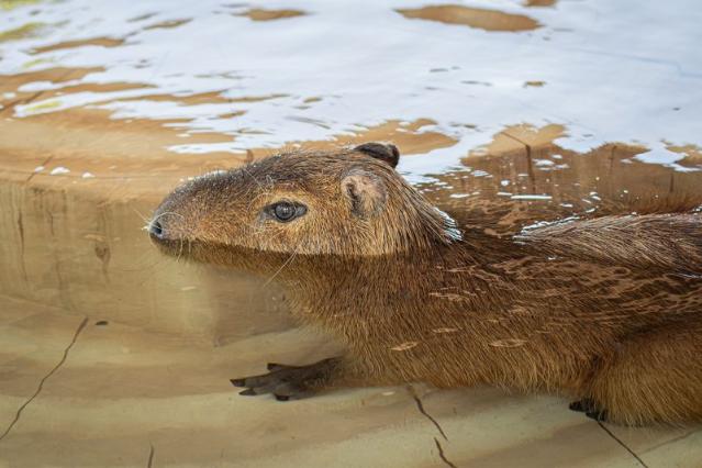 제주신화월드 "동물친구들과 함께 호캉스 어때요?"