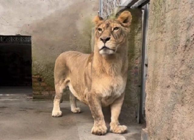 "사자가 귀여워 보이다니"..다리가 짧아 '코기'라 불린 사자, 두 눈 의심